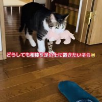 ぬいぐるみを運ぶキジ白猫