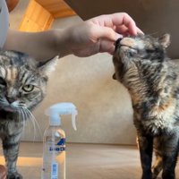 撫でられるサビ猫