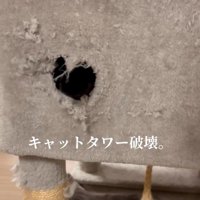 キャットタワー