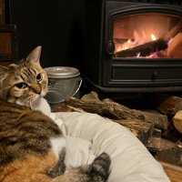 暖炉の前でくつろぐ三毛猫