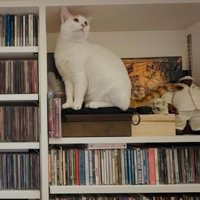 室内にいる猫