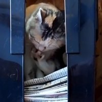 毛づくろい