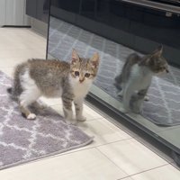 カメラを見る子猫