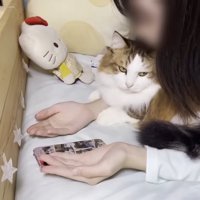 人の腕の間にいる猫