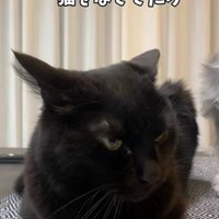 丸まっている黒猫