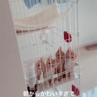 4匹の子猫
