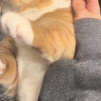 ママの耳掃除から逃れようとするマンチカン