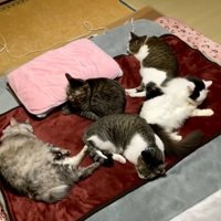 布団で寝る猫たち