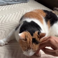 撫でてもらおうとする猫