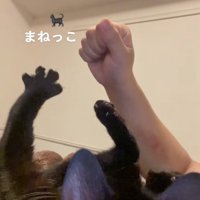 左前足をパーにしている猫とグーにした飼い主の手