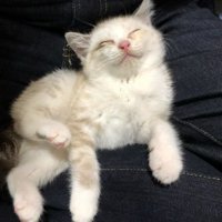 目を閉じている猫