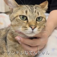 飼い主に顎を撫でられる保護猫