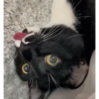 舌を出している猫