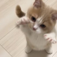 両手を広げる猫の写真