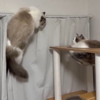 レールからタワーに移動しようとする猫とタワーにいる猫