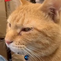 猫に根気強く話しかける女性