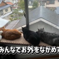 窓の外を見る猫たち