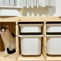 棚に入る猫