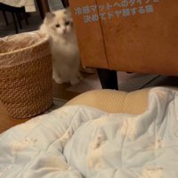 ソファの横に座って飼い主を見つめる猫