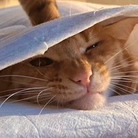 踏まれて苦い顔を浮かべる茶トラ猫