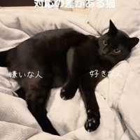 猫パンチ後の猫