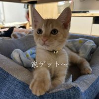 猫ベッドにいる猫