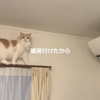 エアコンの前で立ち止まる猫