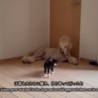 犬に向かっていく子猫