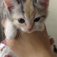 手で持たれる子猫