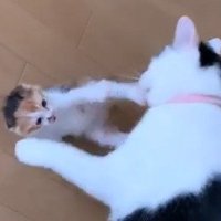 先住猫を抑える子猫