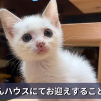 お座りする子猫