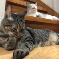 階段にいる猫たち