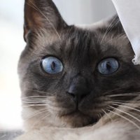 カメラ目線の保護猫