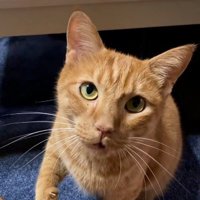 座って鳴いている猫