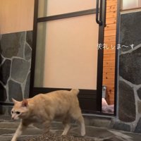お風呂場に来る猫