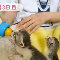 自分の番が気になる子猫