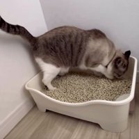 猫トイレと猫