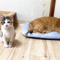 こちらを見る三毛ちゃん