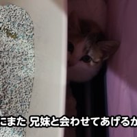 ケージの中でおびえている子猫