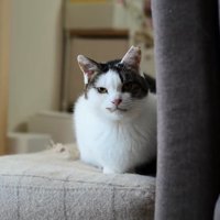 ソファーに座る猫