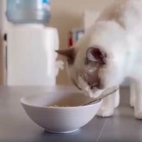テーブルにいる猫