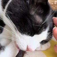 黄色いマットの上で目を瞑って尻尾を吸う猫