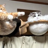 くつろいでいた猫たち