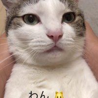 仰向けの猫