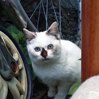 自転車のそばの猫