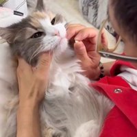 飲み薬を持っている人と抱かれている猫