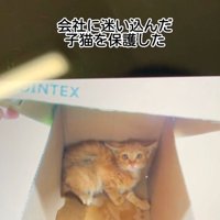箱の奥で怯える子猫