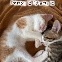 寝ている2匹の子猫