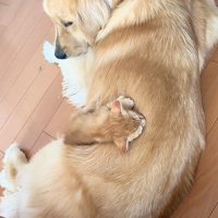 犬の背中で眠る子猫