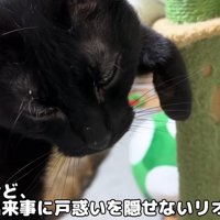 ハンモックでくつろぐ猫